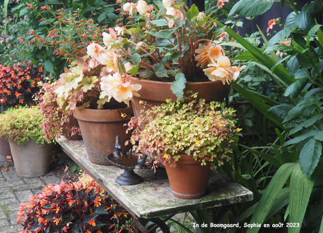 potées à Boomgaard