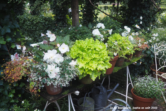 Potées jaune et blanches à Boomgaard