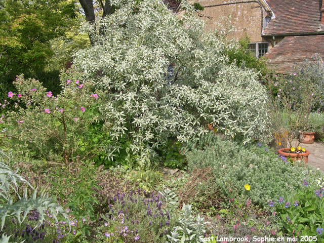 East Lambrook: le jardin gris