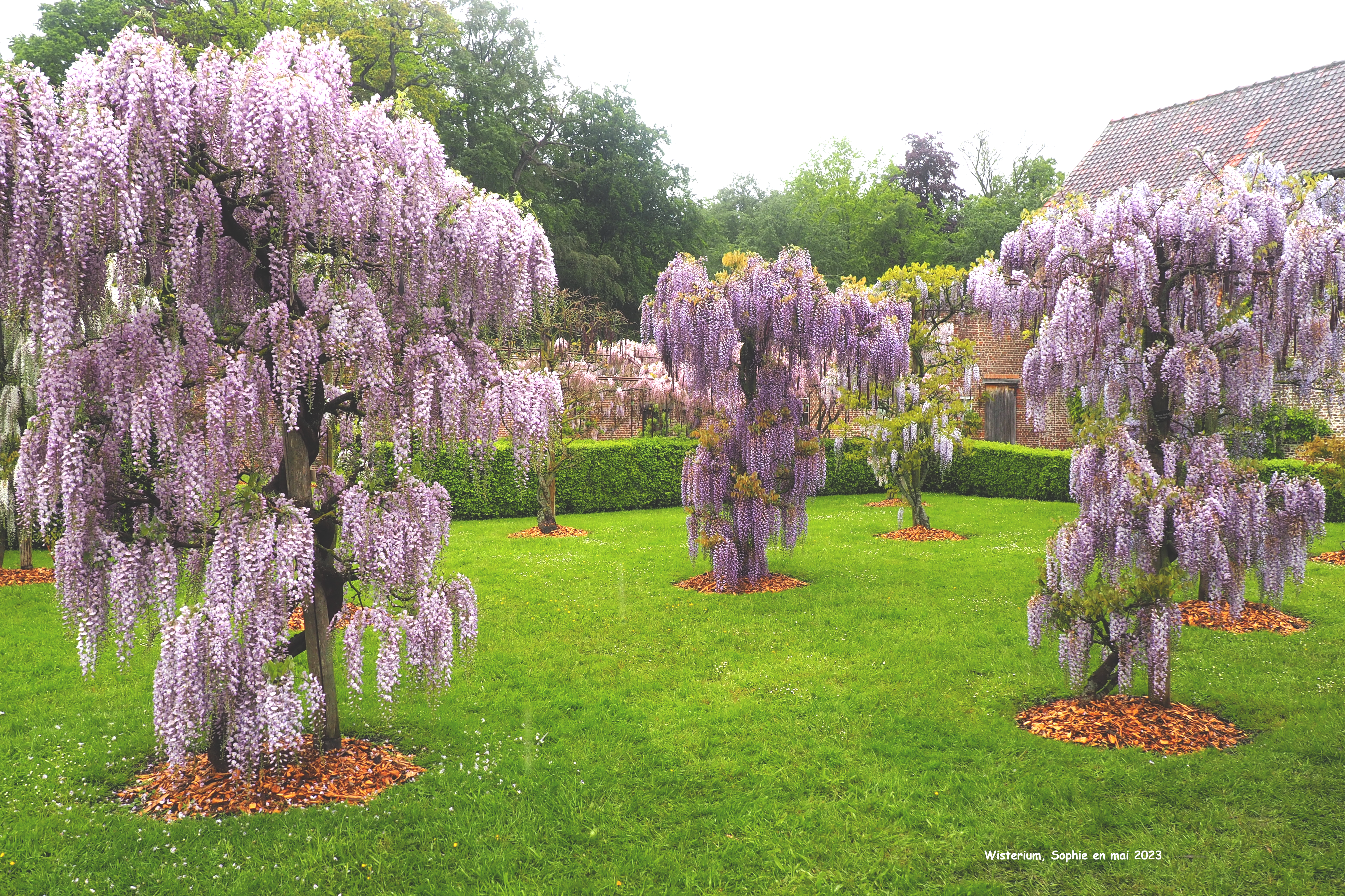 Vue d'ensemble du Wisterium