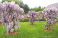 Wisterium