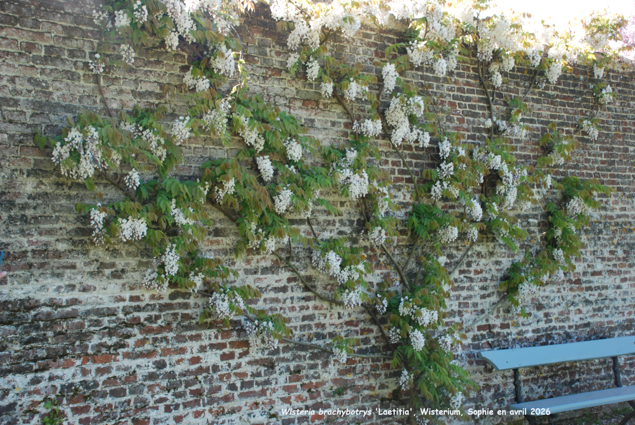 Wisteria brachybotrys 'Laetitia'