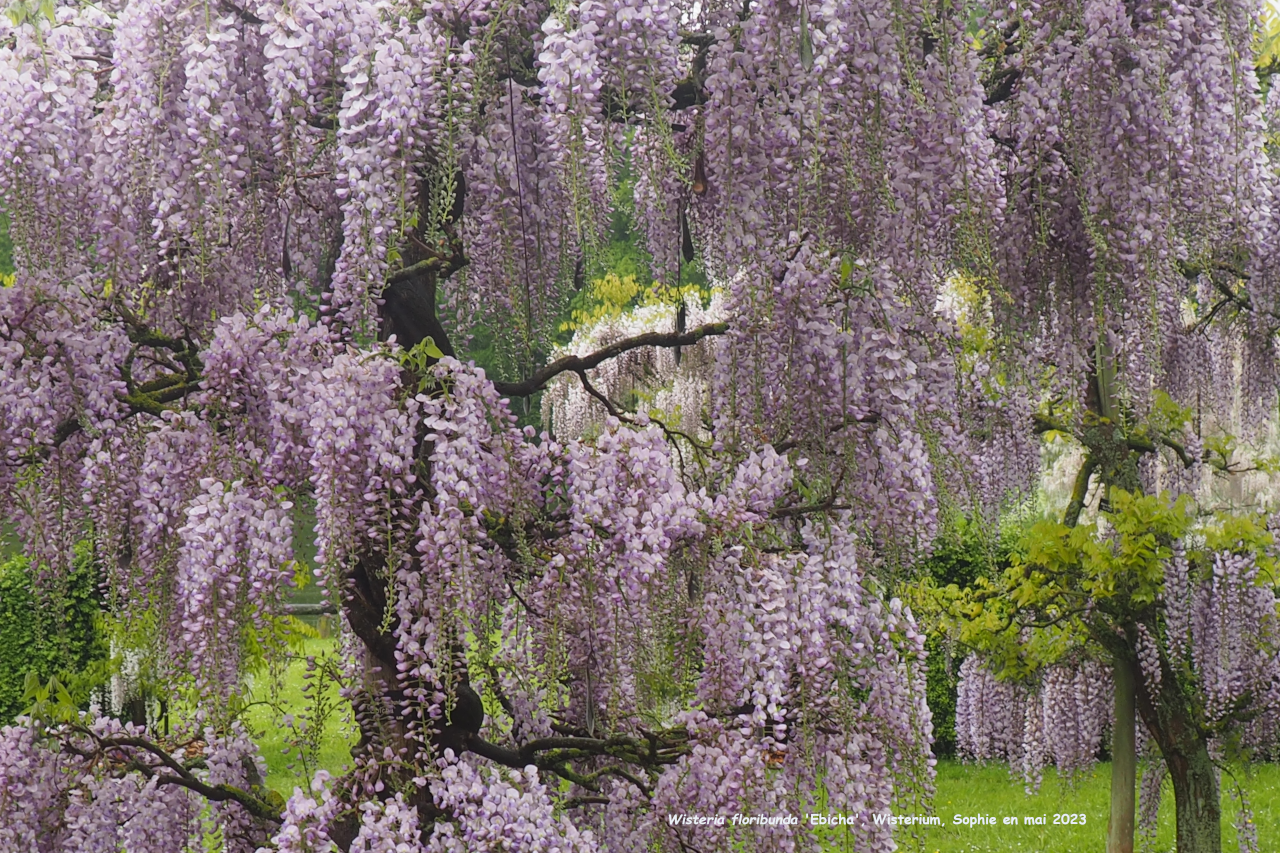 Wisteria floribunda 'Ebicha'