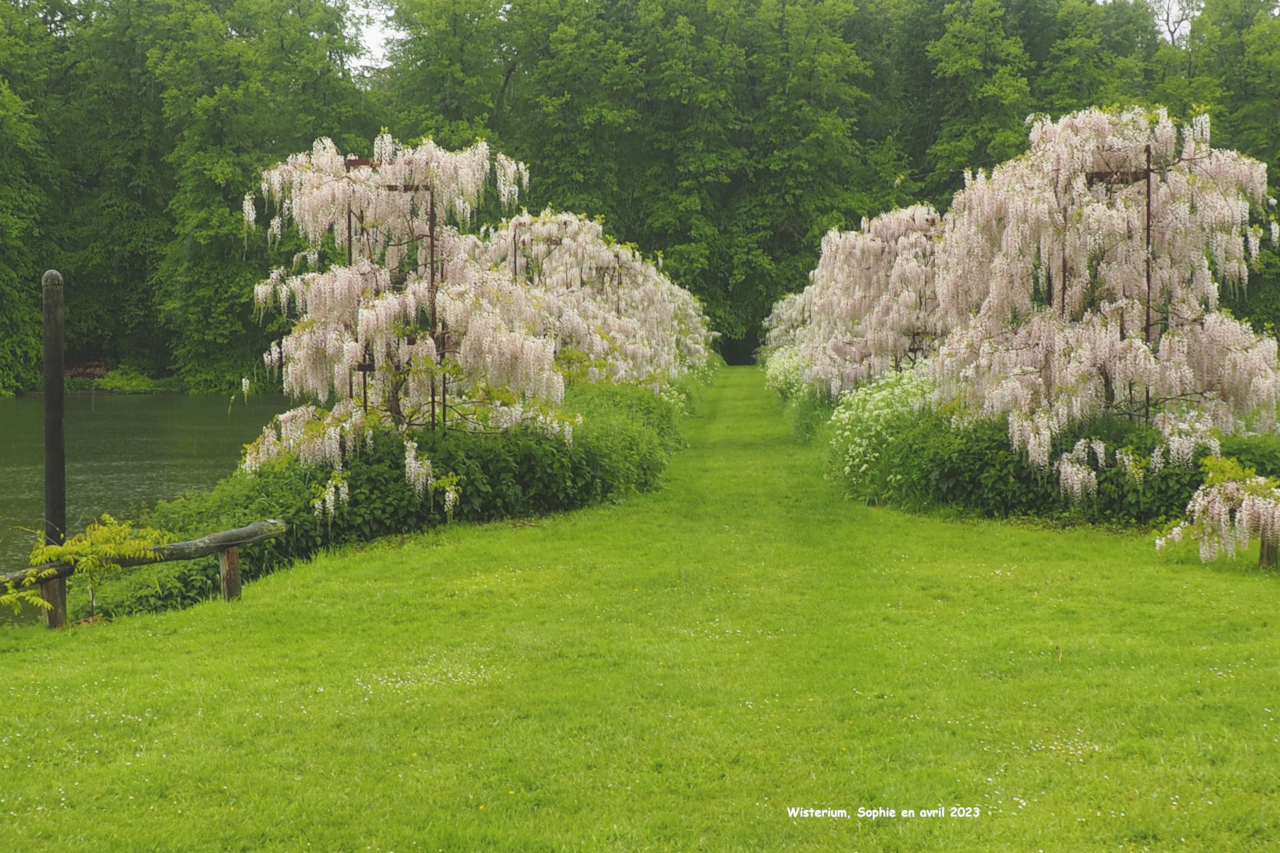 Wisteria brachybotrys 'Laetitia'