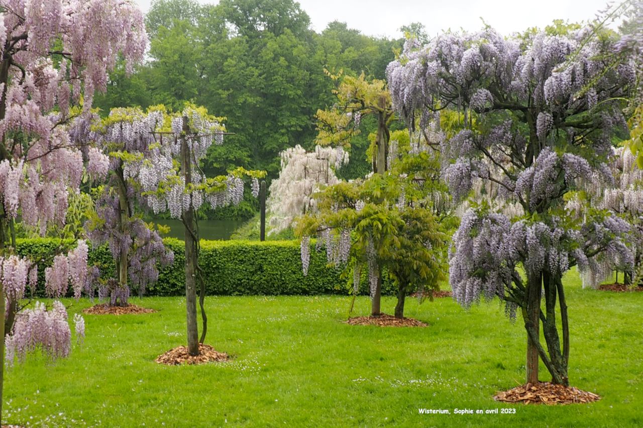 Wisterium: damier de W. floribunda'