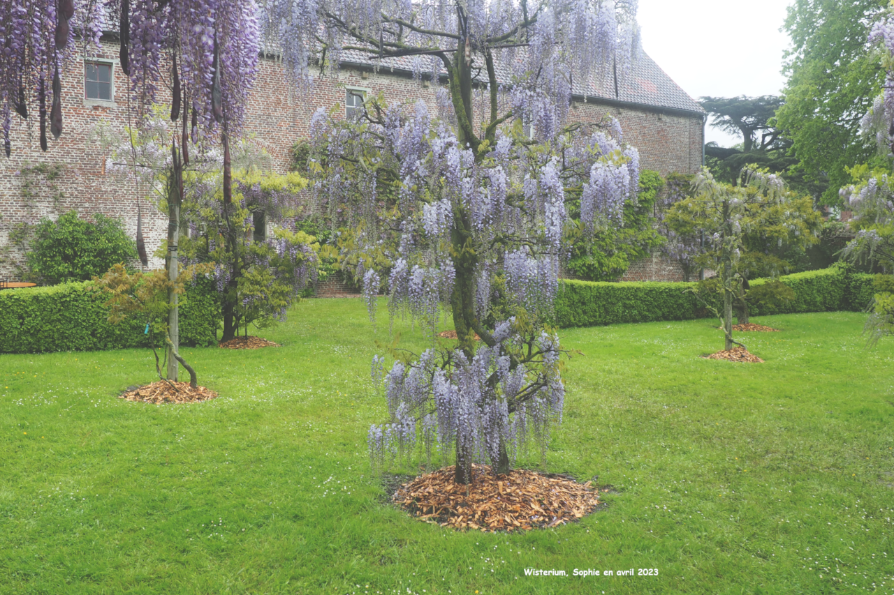 Wisteria brachybotrys 'Laetitia'