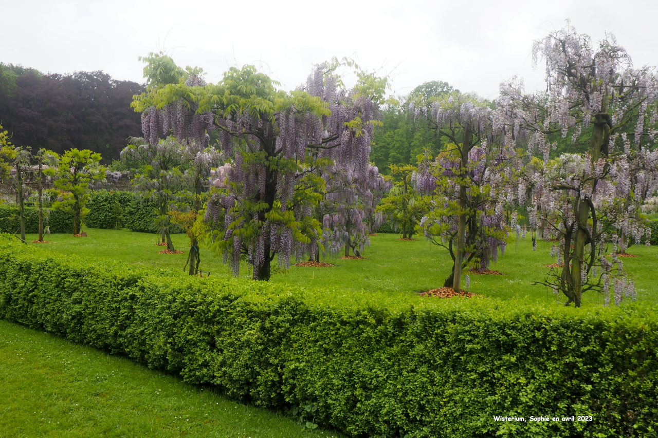 Wisterium: damier de W. floribunda'