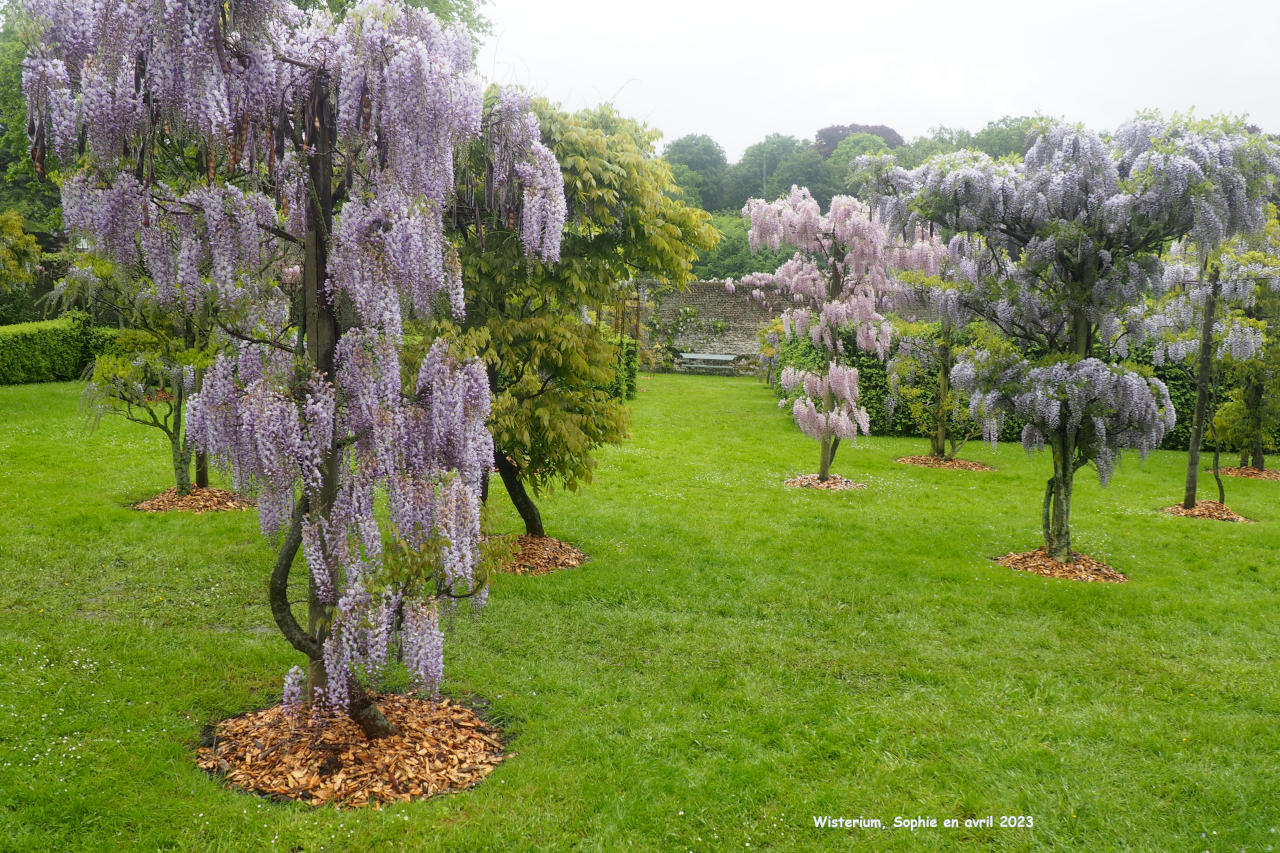 Wisteria brachybotrys 'Laetitia'