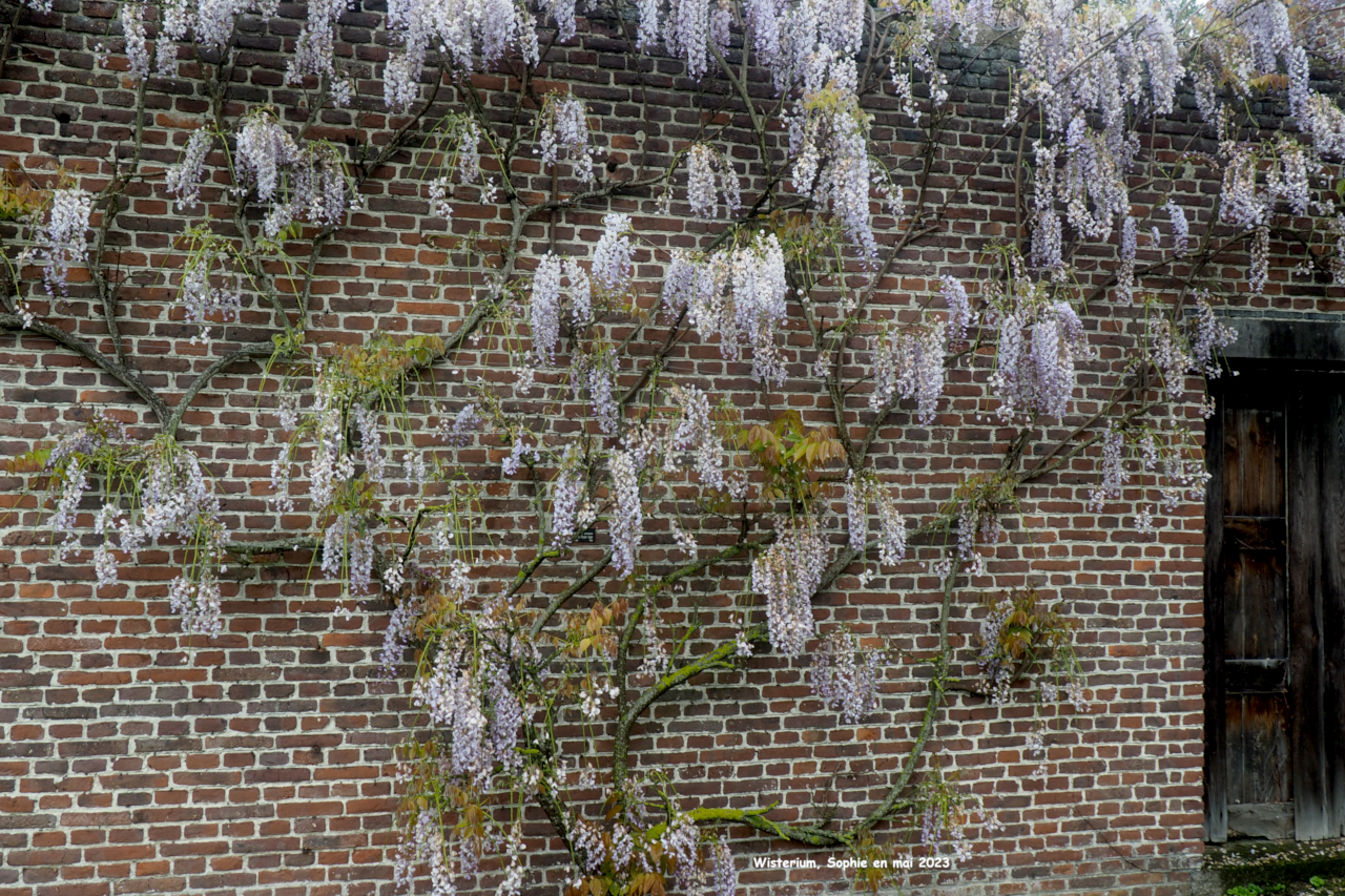 Wisterium sinensis Texas Purple-type'