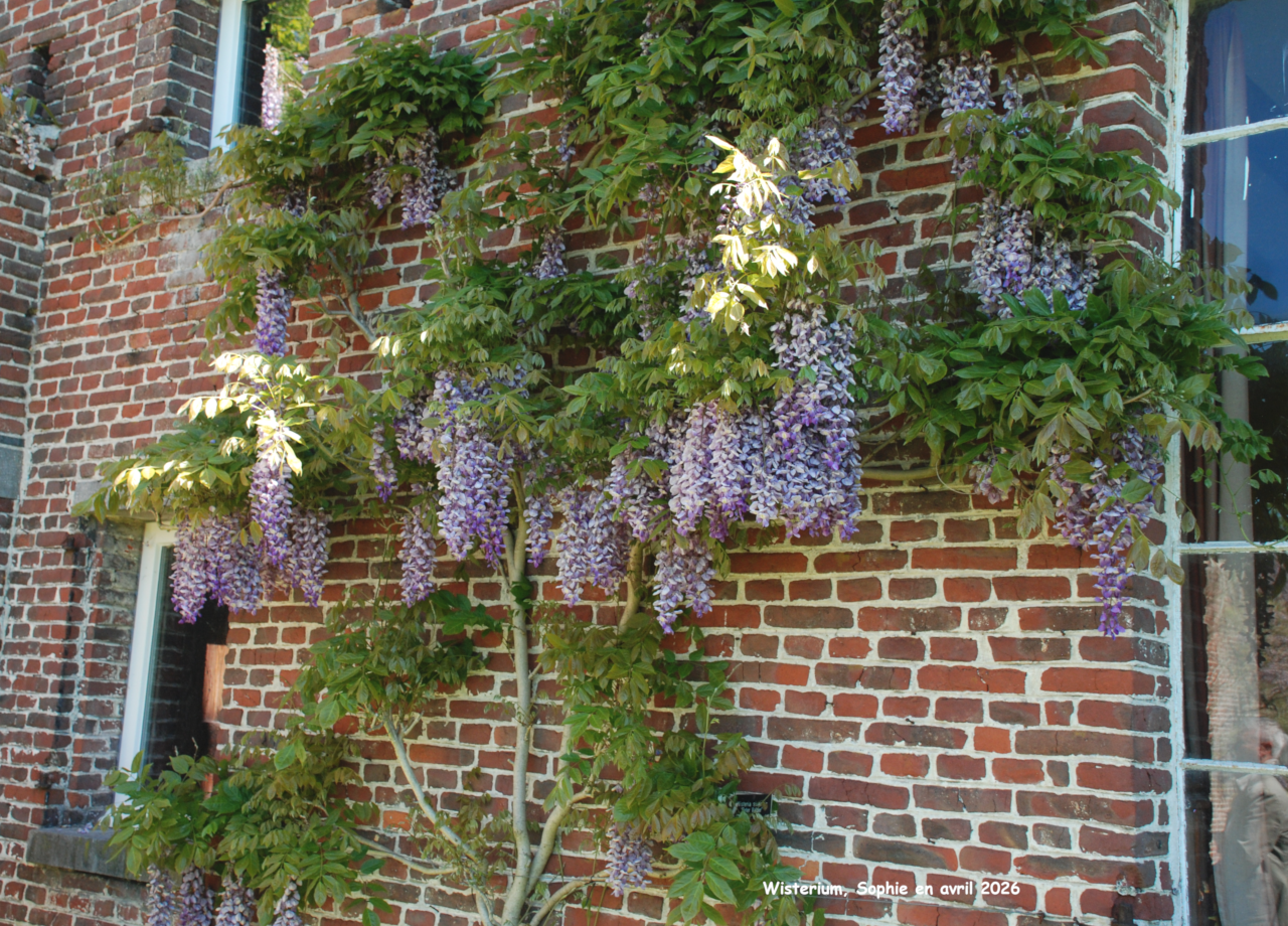 Wisterium: sinensis 'Peter Valder'