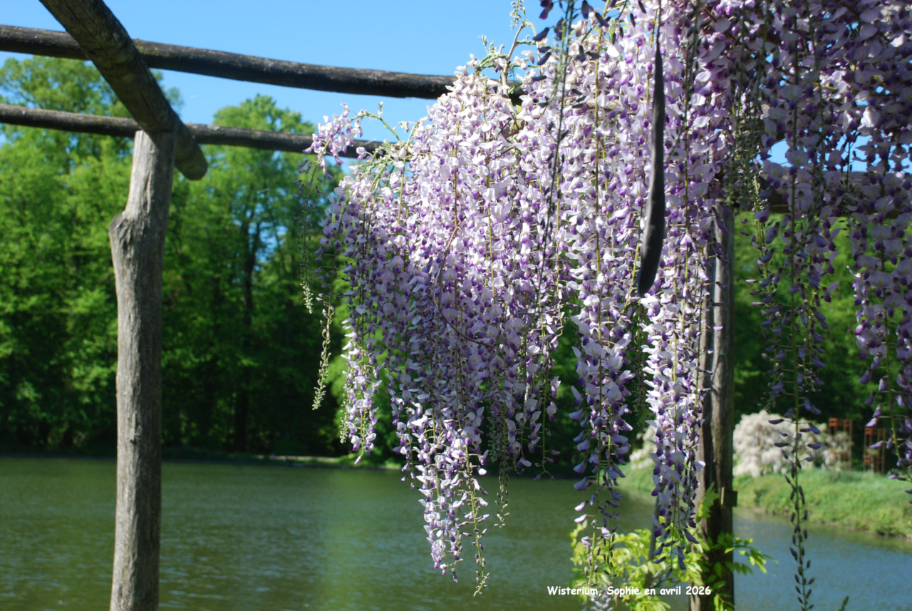 Pergola au Wisterium de Gand