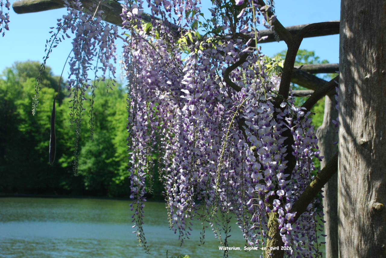 Pergola au Wisterium de Gand