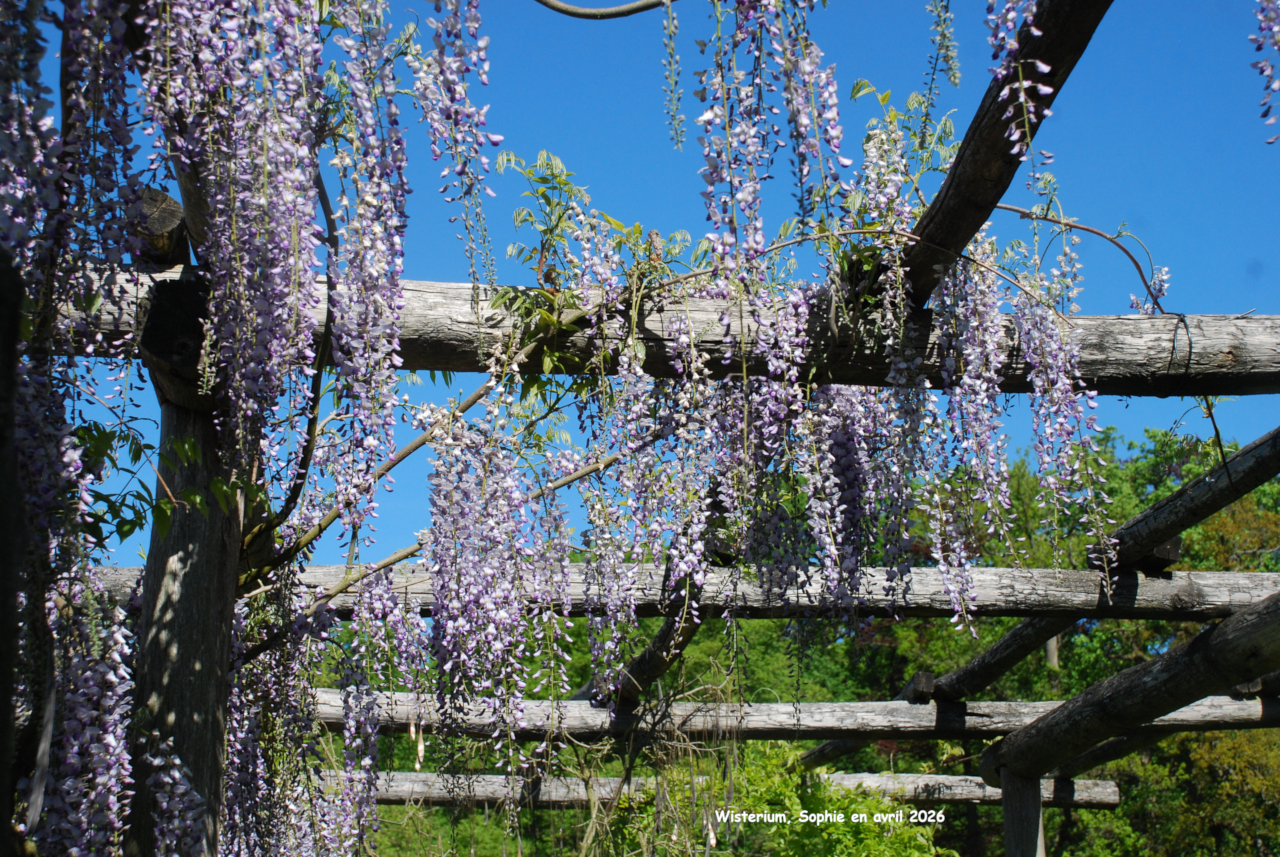 Pergola au Wisterium de Gand
