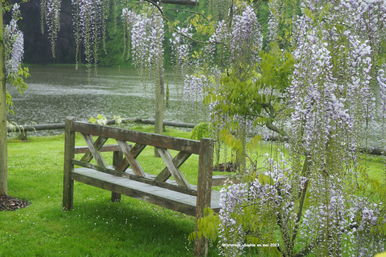 Pergola au Wisterium de Gand
