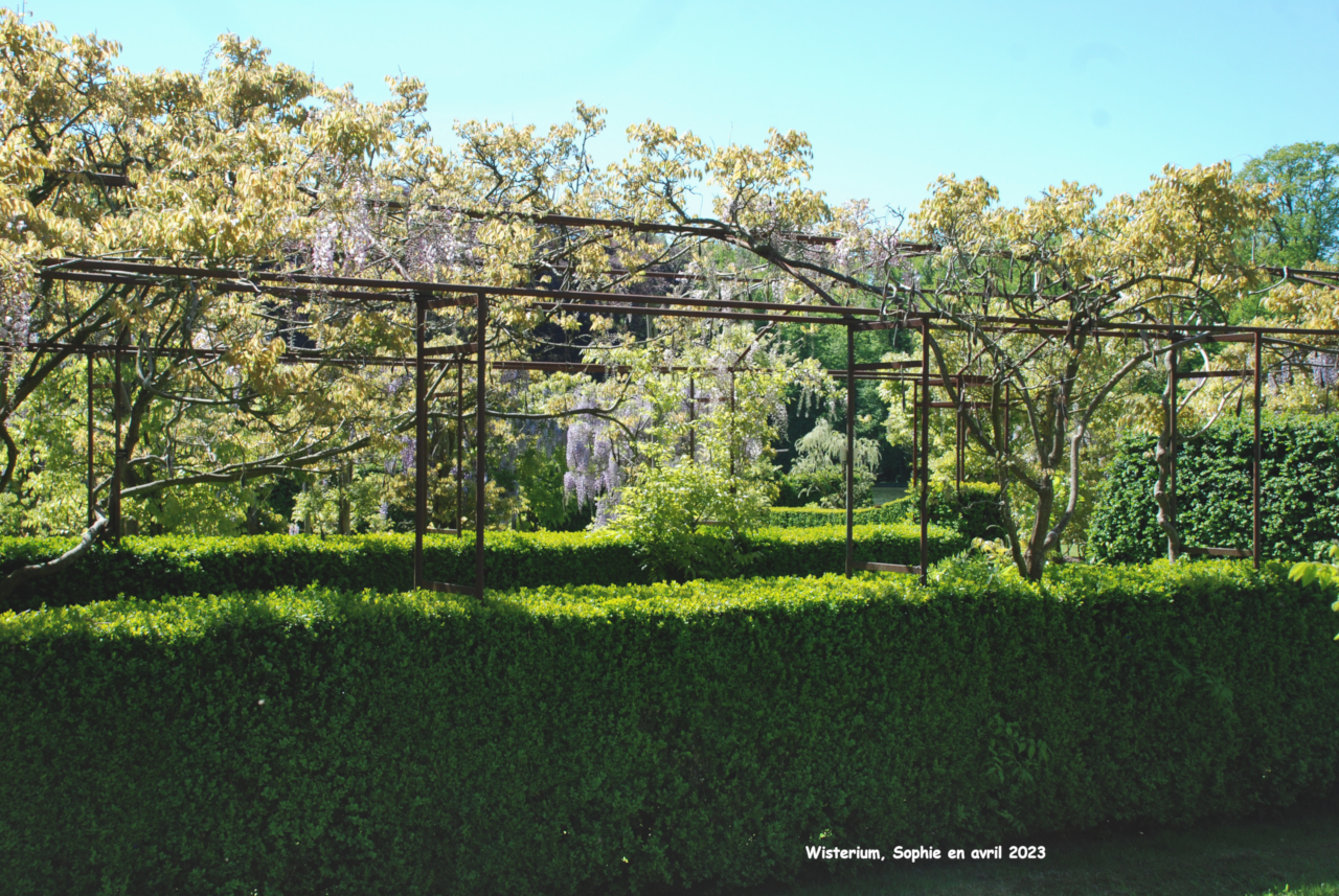 armature pergola de glycine