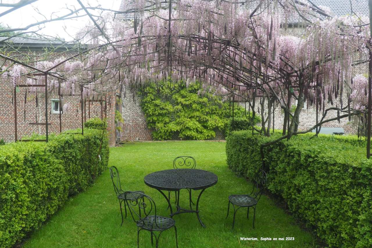 Wisteria floribunda f. rosea 'Hon-Beni