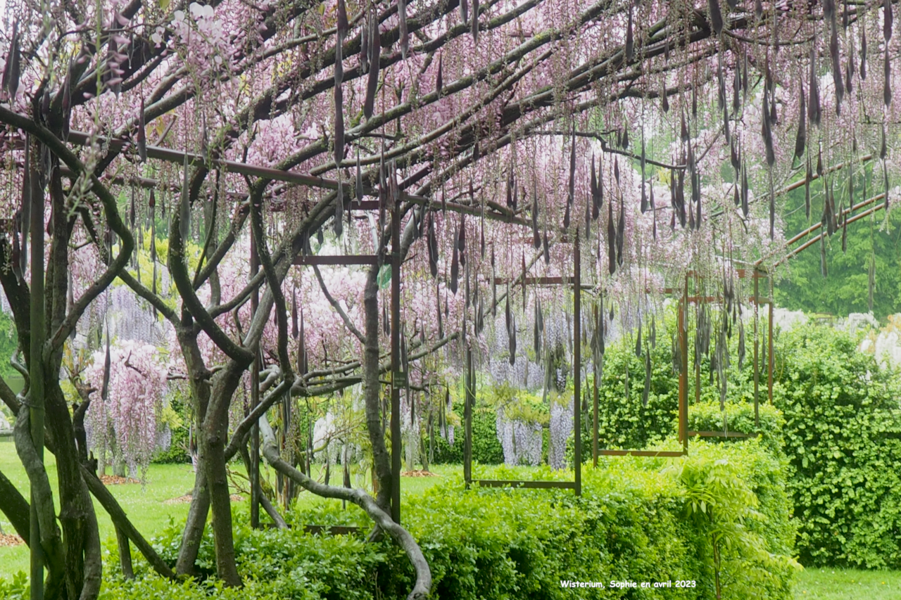 Wisteria floribunda f. rosea 'Hon-Beni