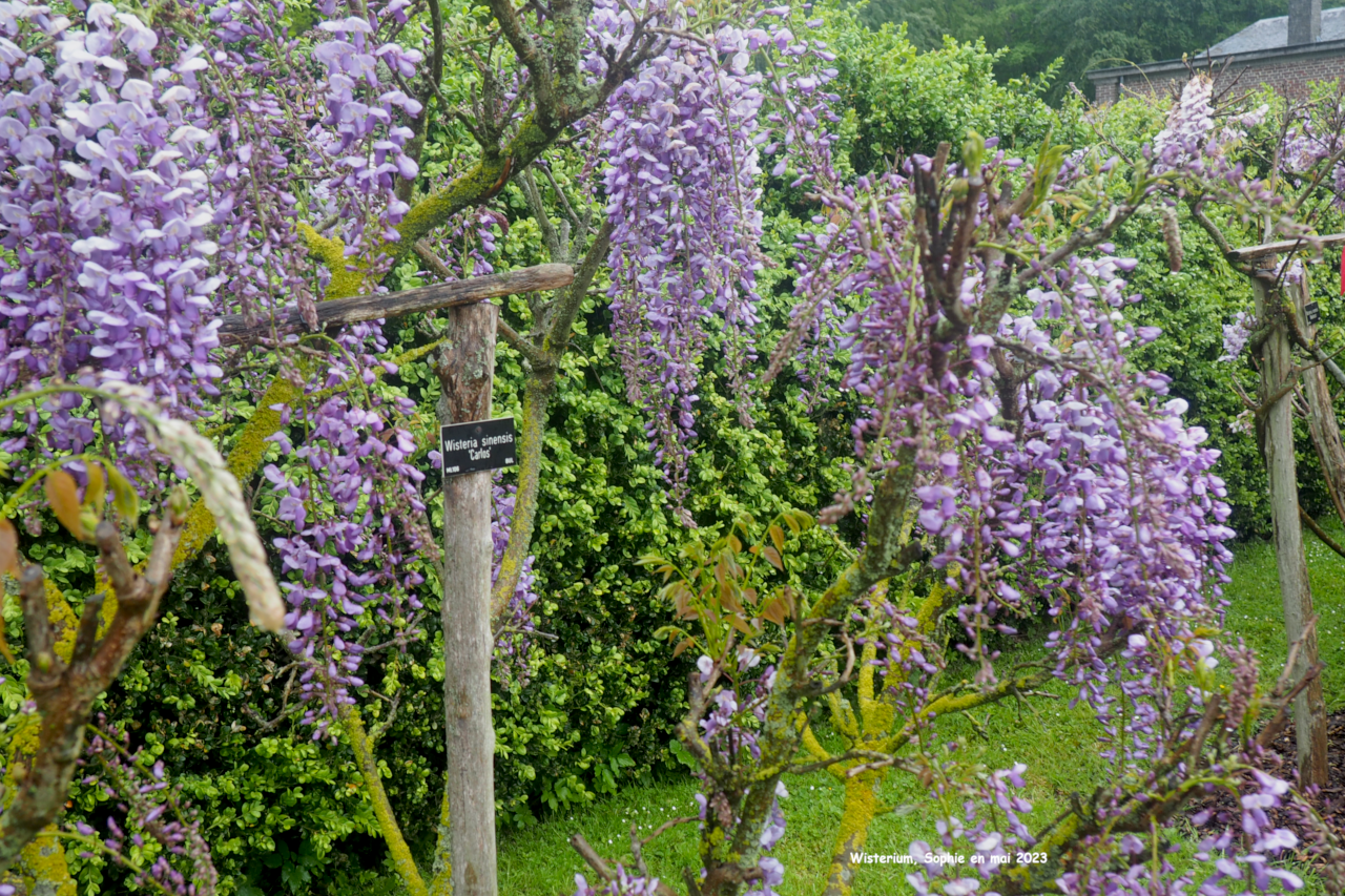 Wisteria sinensis 'Carlos'